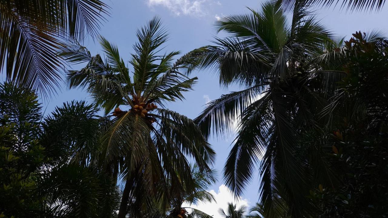 Wild View Stay Habarana Bagian luar foto