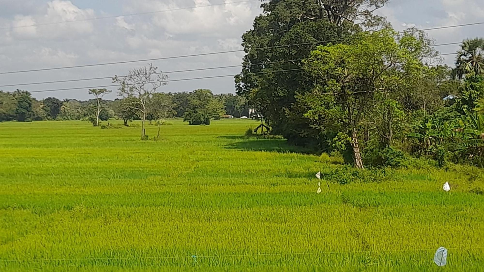 Wild View Stay Habarana Bagian luar foto