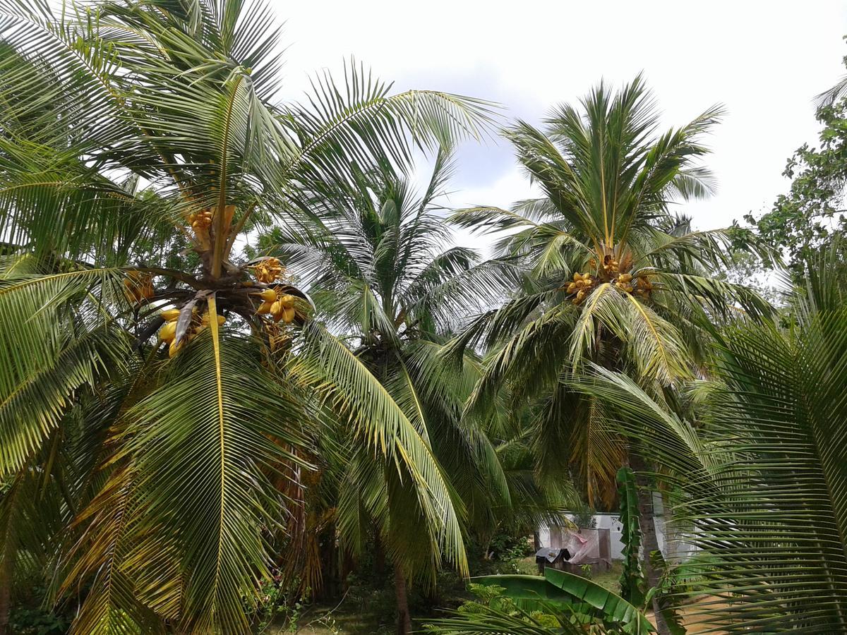 Wild View Stay Habarana Bagian luar foto