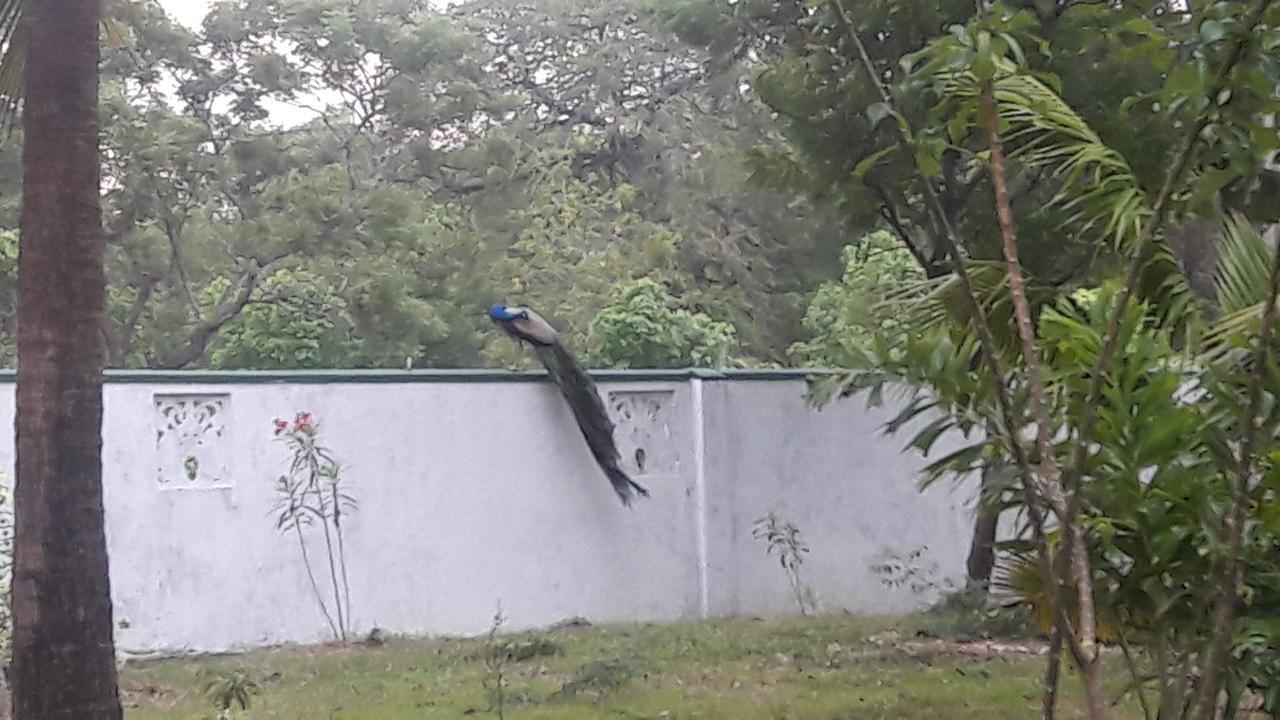 Wild View Stay Habarana Bagian luar foto